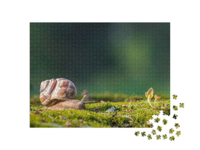 Puzzle 1000 Teile „Burgunderschnecke, auch bekannt als Römische Schnecke oder Weinbergschnecke“