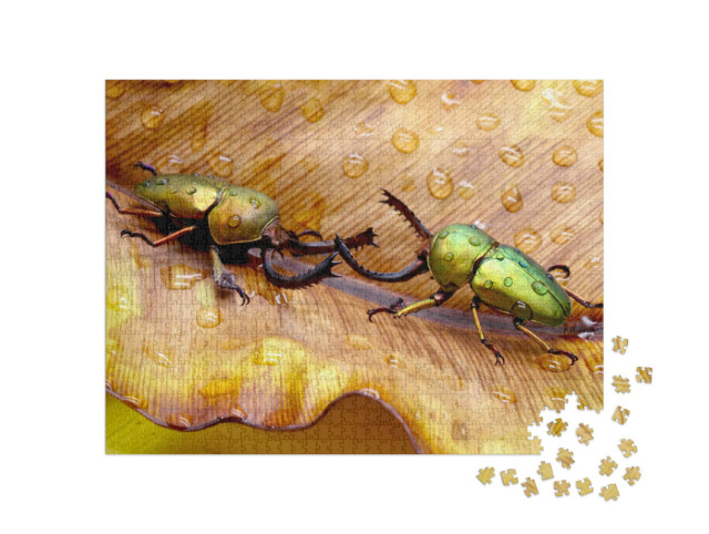 Puzzle 1000 Teile „Zwei kämpfende Sägezahnkäfer, Papua-Neuguinea“