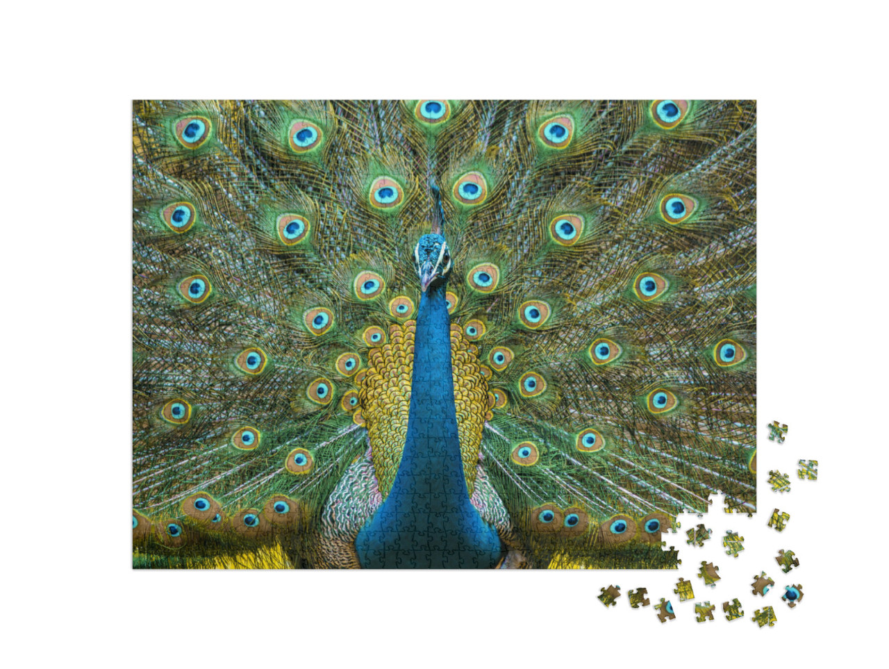 Puzzle 1000 Teile „Peacock, Nationalvogel von Indien“