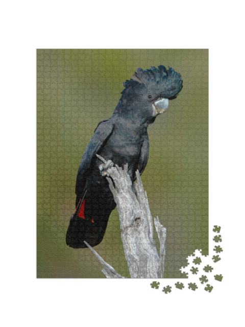 Puzzle 1000 Teile „Rotschwanz-Schwarzkakadu, Bickley Perth“