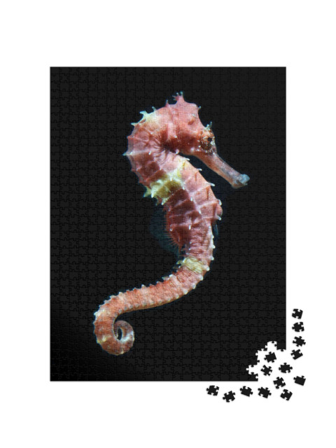 Puzzle 1000 Teile „Schwimmendes Seepferdchen“