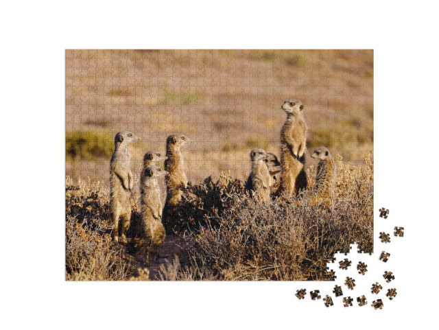 Puzzle 1000 Teile „Eine niedliche Erdmännchen-Familie am frühen Morgen“